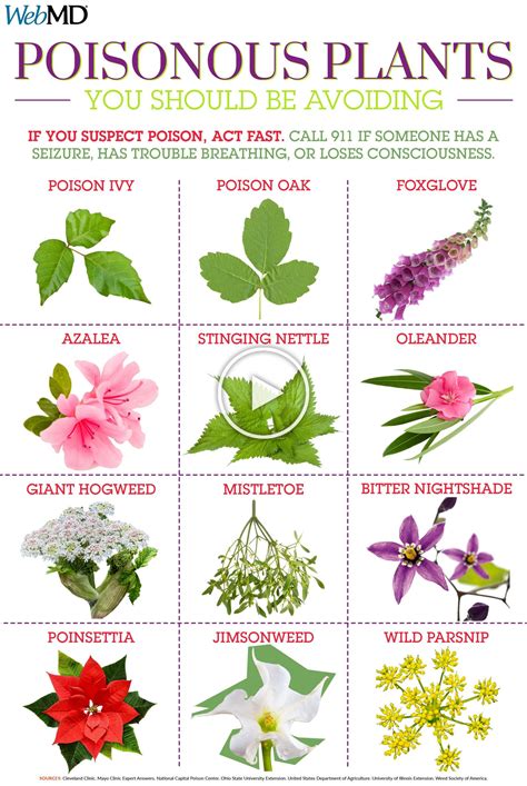 8 Common Garden Plants That Are Toxic To .